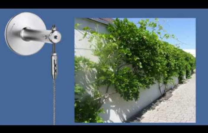 Fassadenbegrünung - innovativ und formschön